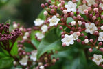 Viburnum Tinus