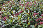 Viburnum Tinus