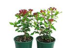 Viburnum Tinus