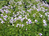 Viola hederacea