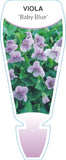 Viola hederacea Baby Blue