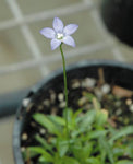 Wahlenbergia Sky Mist