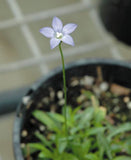 Wahlenbergia Sky Mist