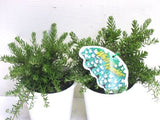 Westringia White Rambler