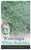 Westringia White Rambler