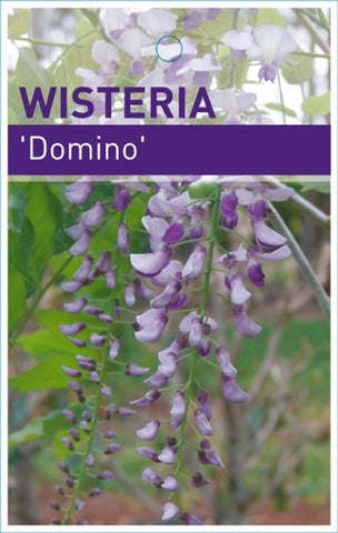 Wisteria floribunda Domino