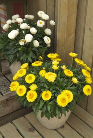 Xerochrysum Jumbo Pure White