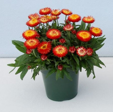 Xerochrysum Jumbo Red Ember