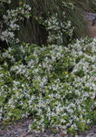 Star Jasmine Flat Mat - Trachelospermum Jasminoides