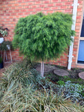 Acacia Limelight Standard Grafted