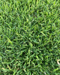 Kikuyu Lawn