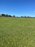 Kikuyu Lawn