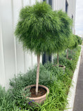 Acacia Limelight Standard Grafted