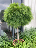 Acacia Limelight Standard Grafted