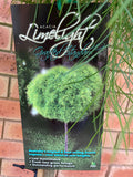 Acacia Limelight Standard Grafted